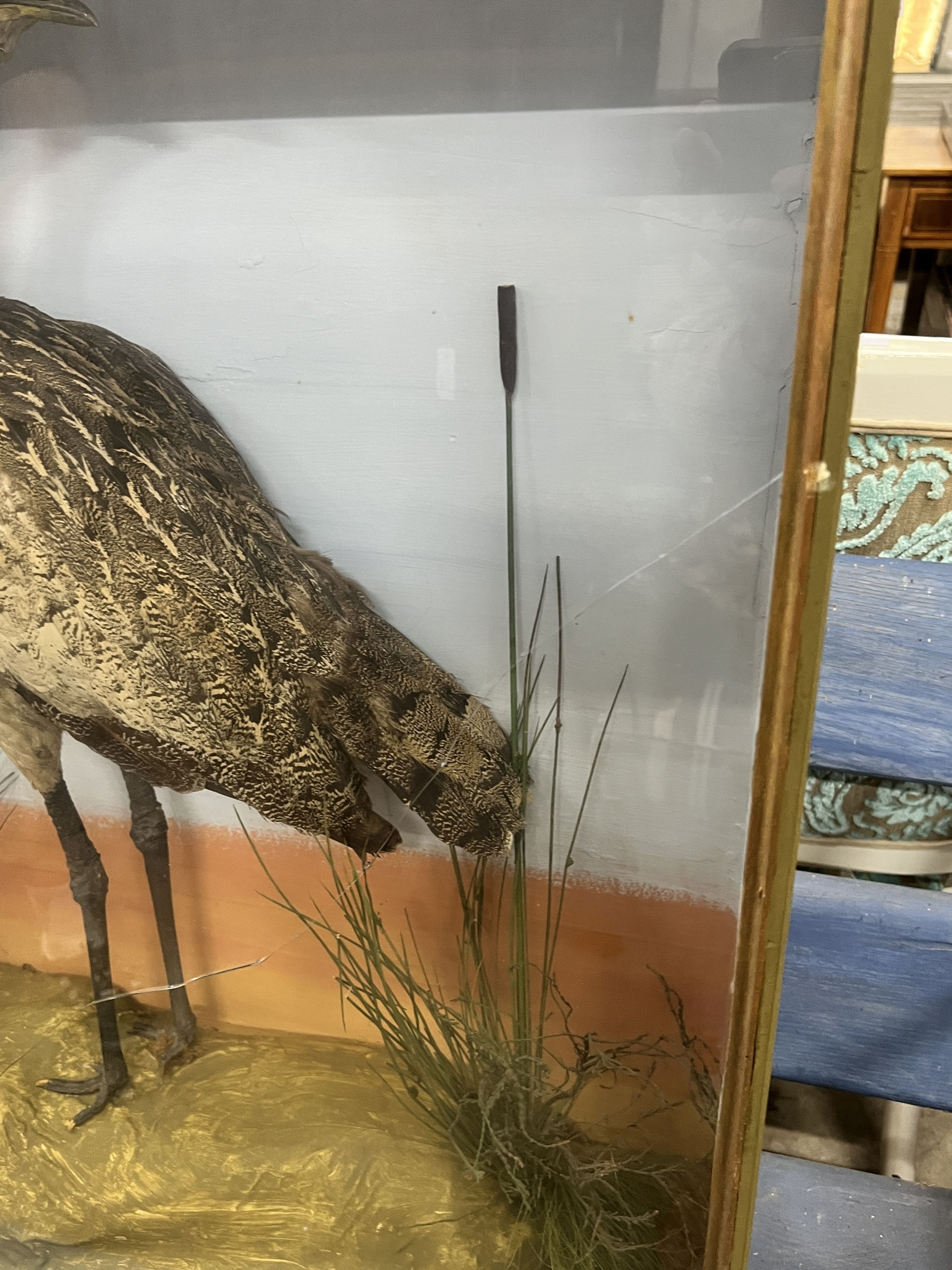 A taxidermic bittern, case length 86cm, depth 22cm, height 81cm